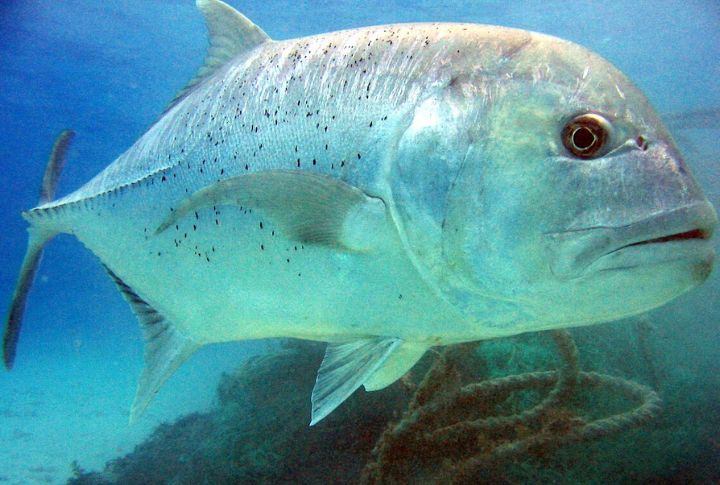 Giant Trevally