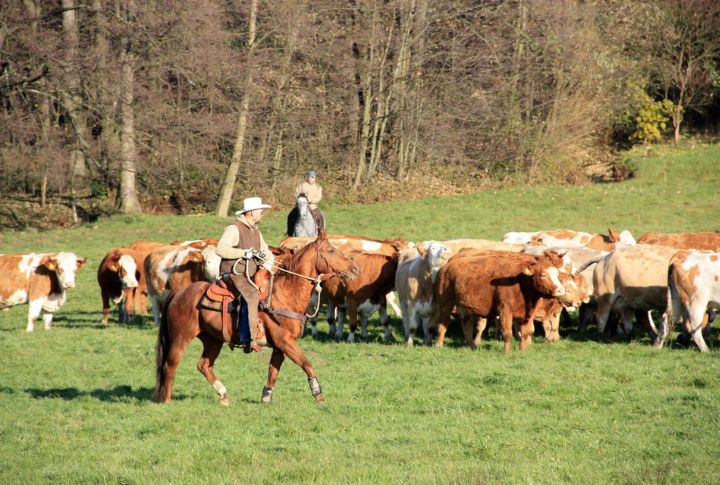 Herding Cattle On Large Ranches