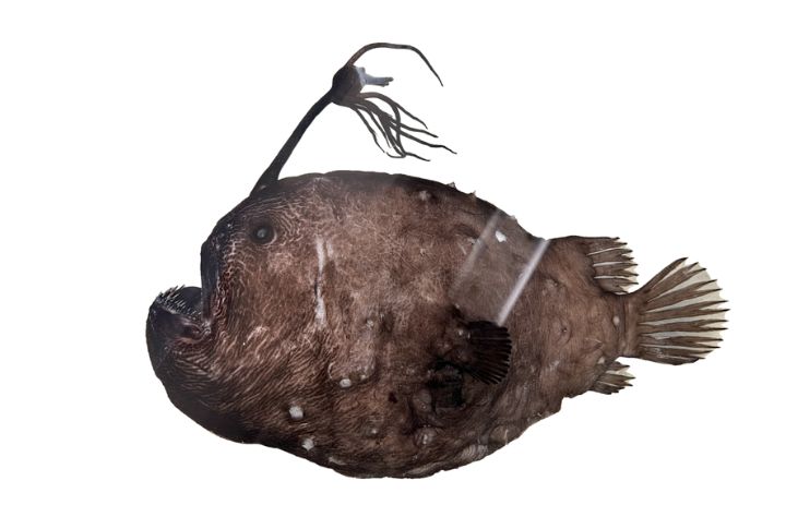 Pacific Footballfish 
