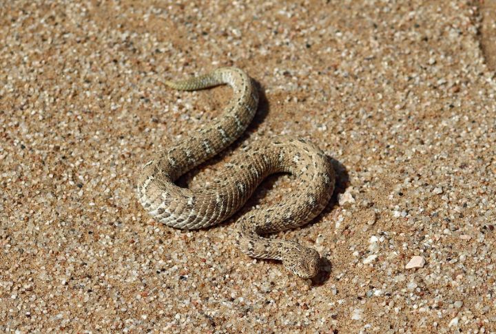 Sidewinder Rattlesnake