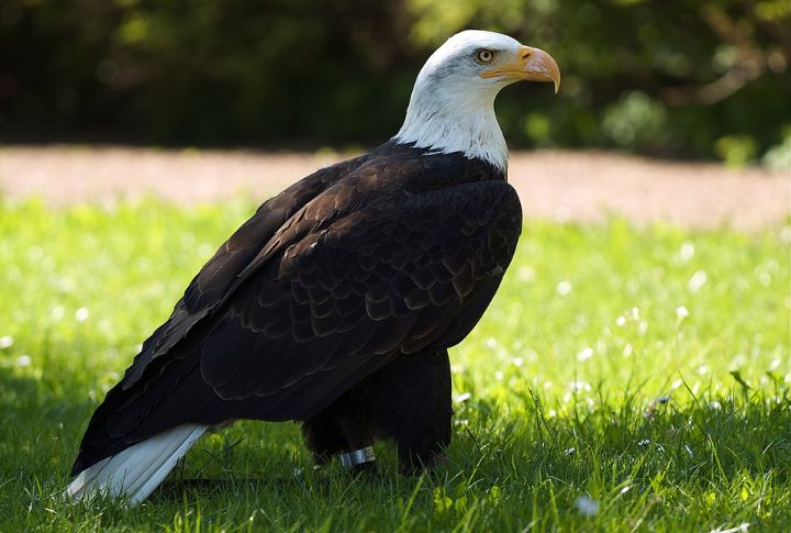 Bald Eagle
