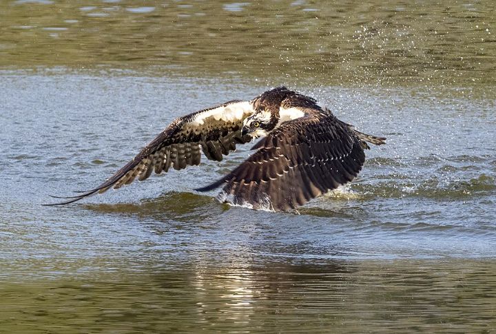 Osprey