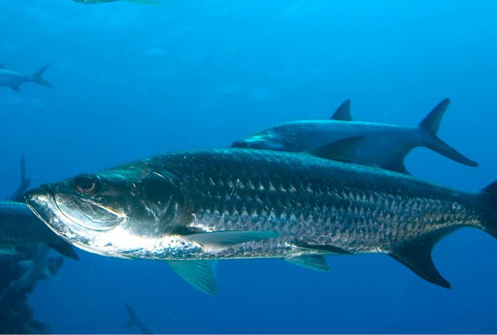 Tarpon