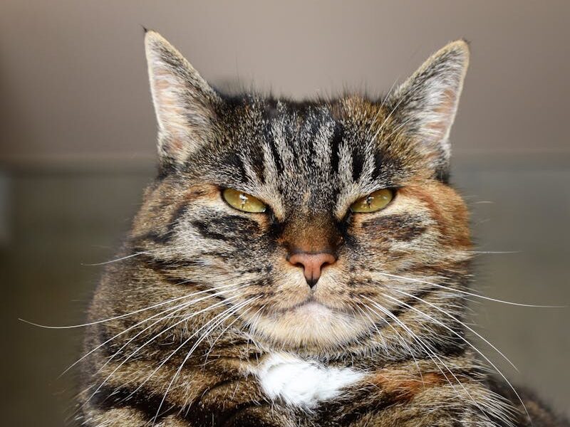Close-up of a proud tabby cat indoors, exuding personality and charm.