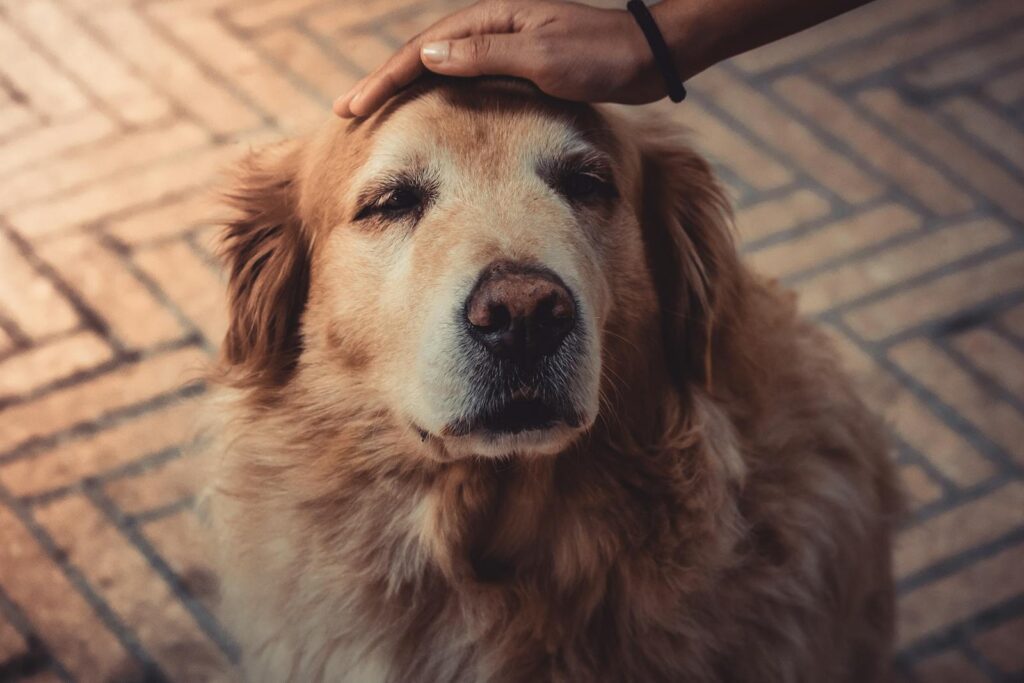 Golden retriever enjoying a gentle pet outdoors, showcasing warmth and affection.