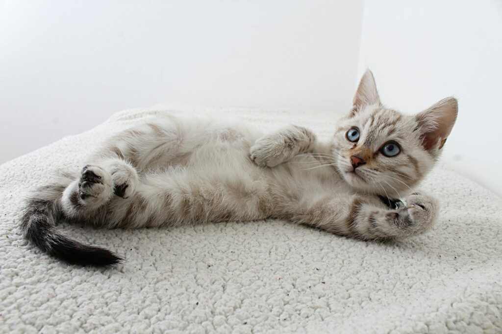 Cute domestic kitten with blue eyes lying on a fluffy rug, looking curious.