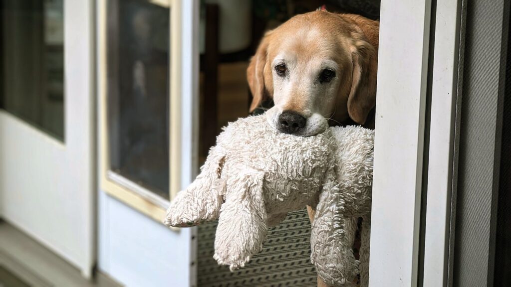 Dog looking out to the yard with his bunny