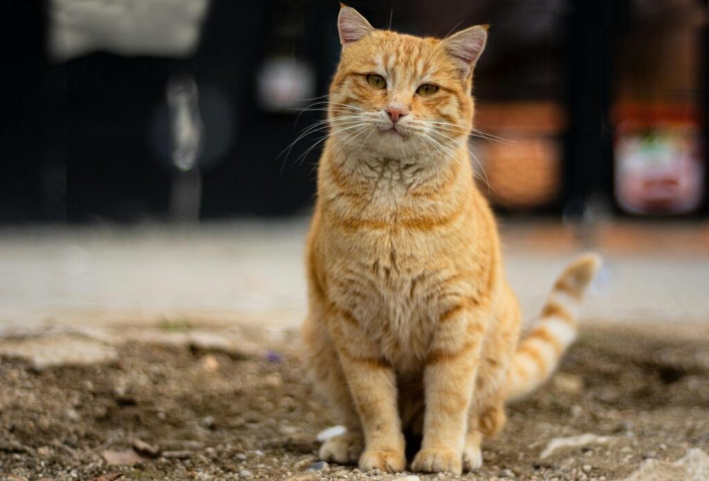 Adorable orange tabby cat sitting outside with a blurred background.