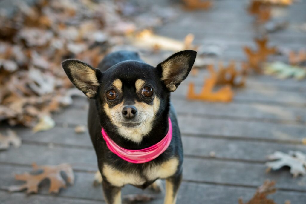 black and brown chihuahua on gray wooden floor during daytime