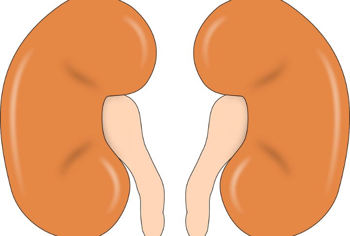 Kidney And Liver Health