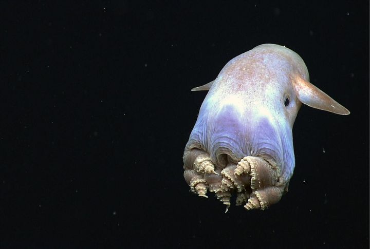 Dumbo Octopus 
