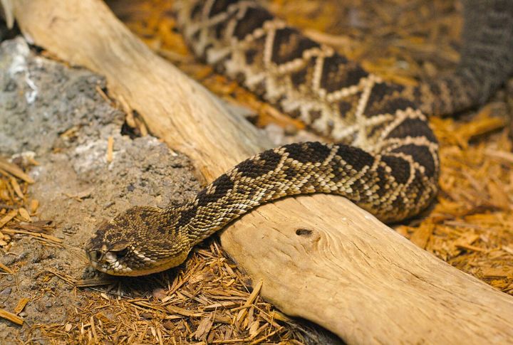 Eastern Diamondback Rattlesnake