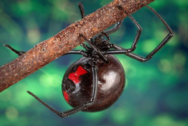 Black Widow Spider
