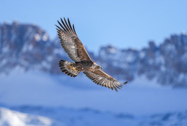 Golden Eagle