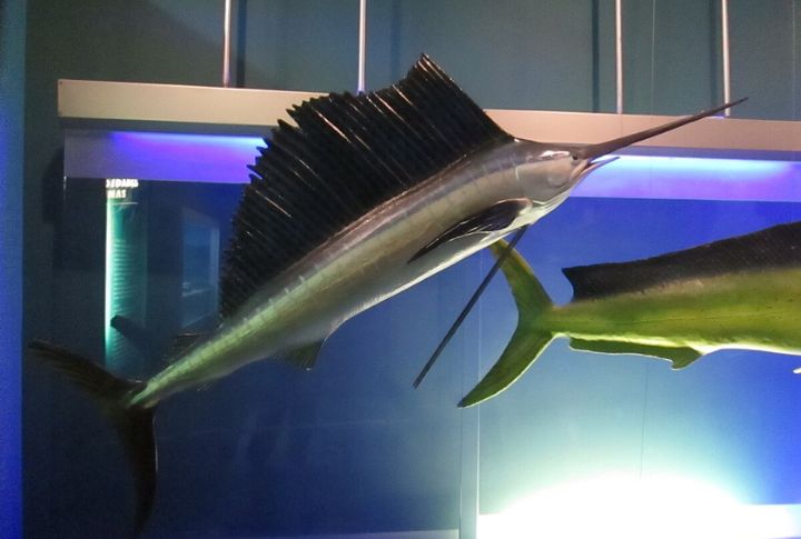 Sailfish