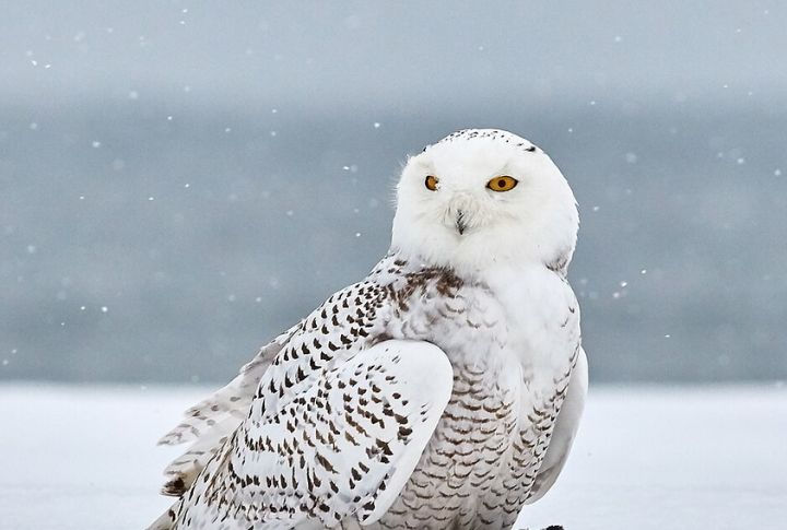 Snowy Owl