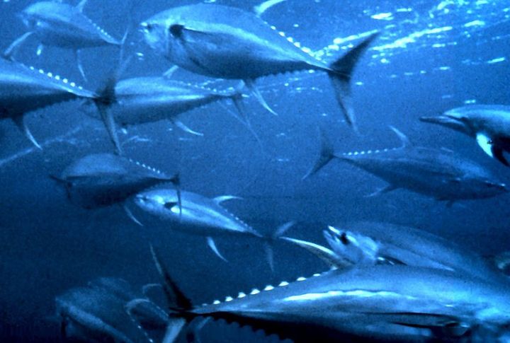 Yellowfin Tuna