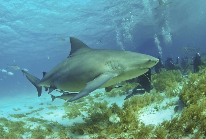 Bull Shark