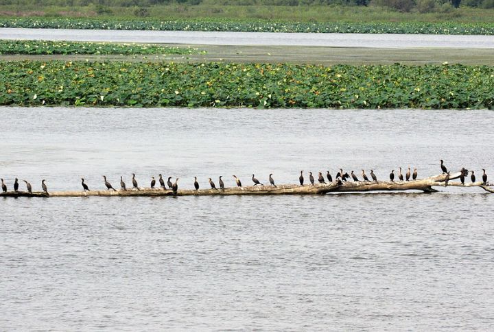 Ecological Consequences