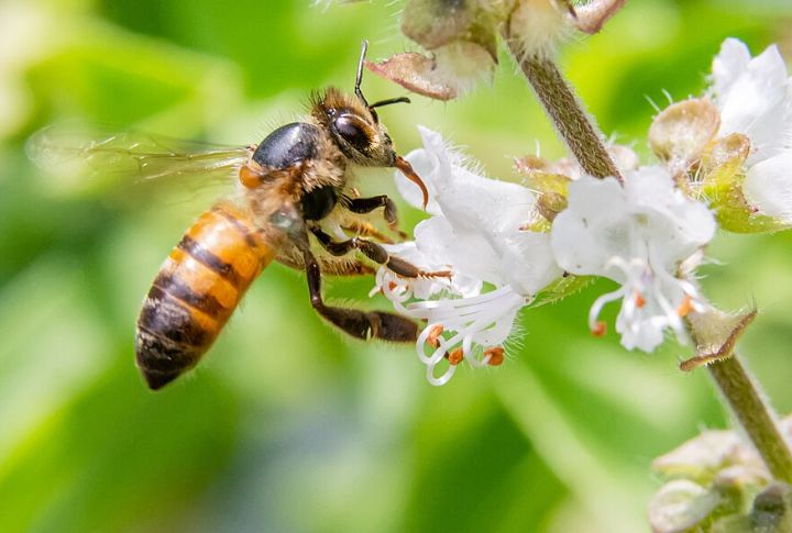 Africanized Honeybee