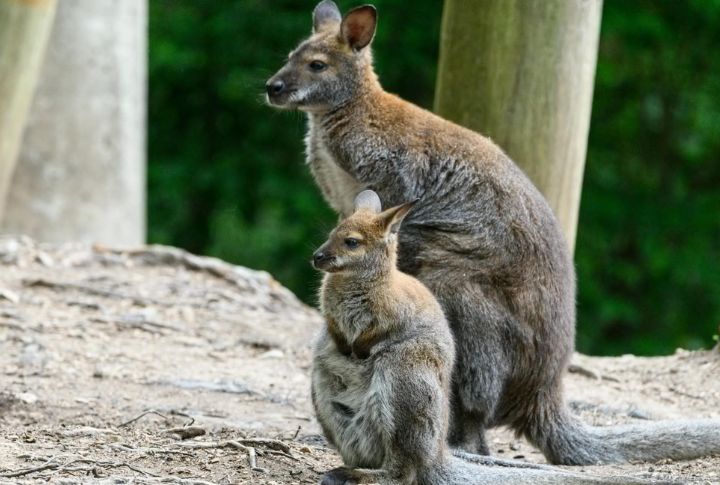 Kangaroos