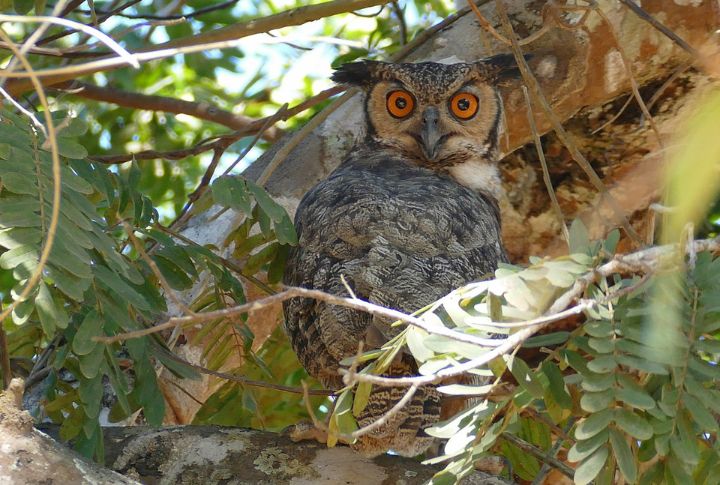 Great Horned Owl