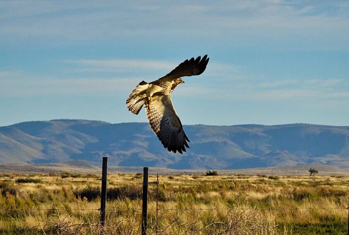 Swainson’s Hawk
