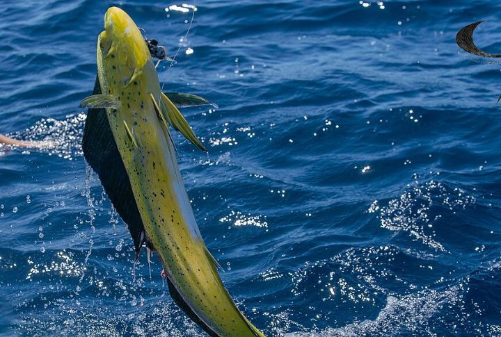 Mahi-Mahi