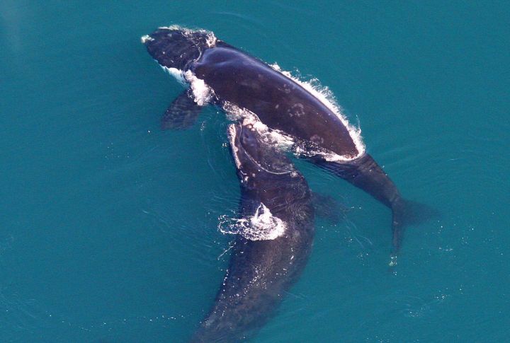 North Atlantic Right Whale
