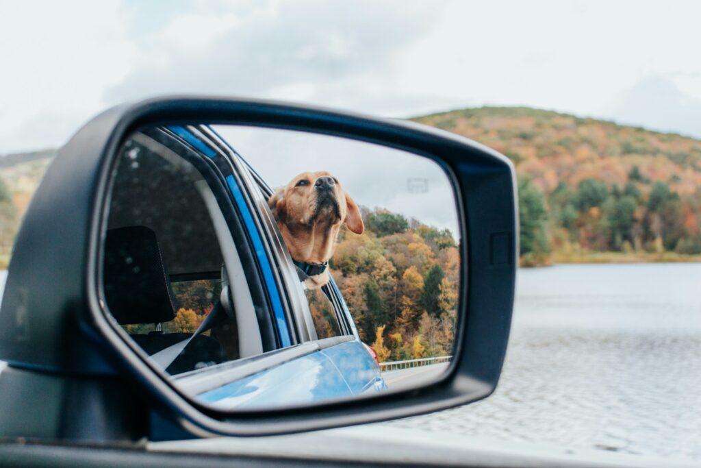 a dog sticking its head out of a car window