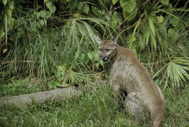 Florida Panther