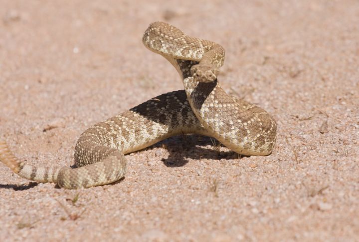 Mojave Green Rattlesnake
