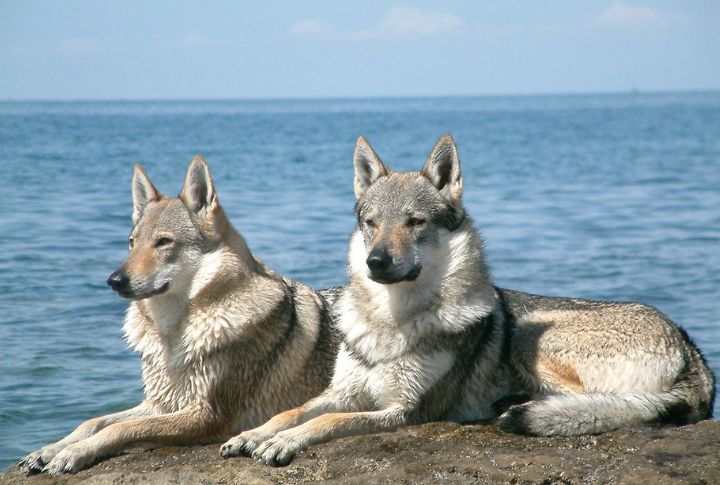 Wolves And Wolf-Dog Hybrids