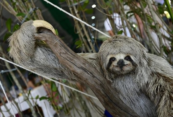 Sloths