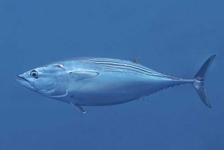 Skipjack Tuna