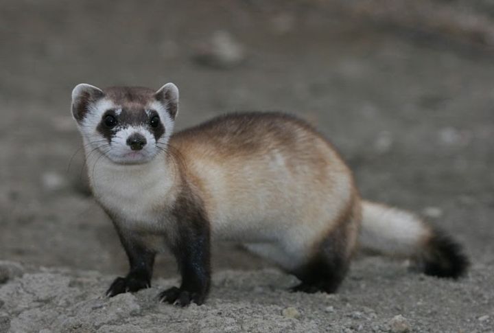 Black-Footed Ferret
