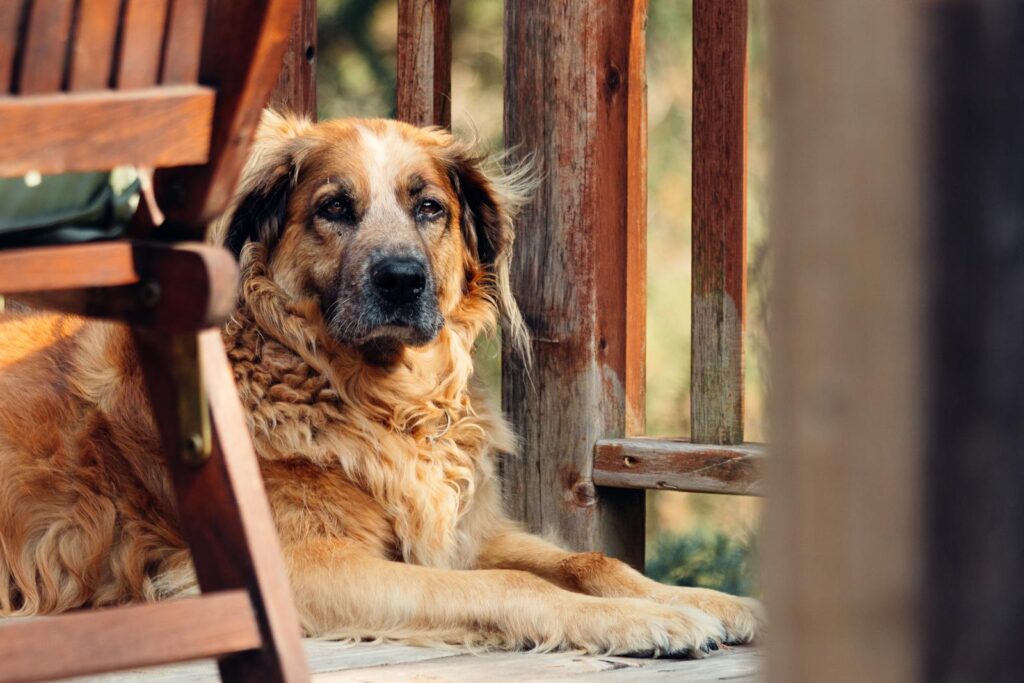 Brown fluffy dog lounging comfortably on a sunny porch surrounded by wood.