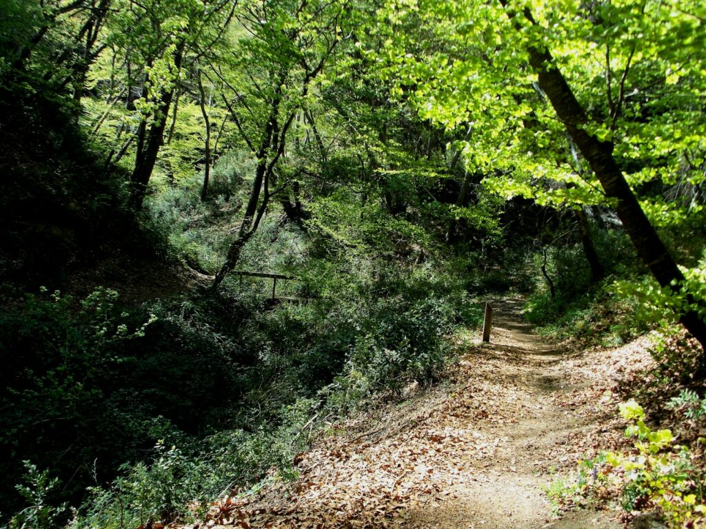 brown dirt road between green trees during daytime