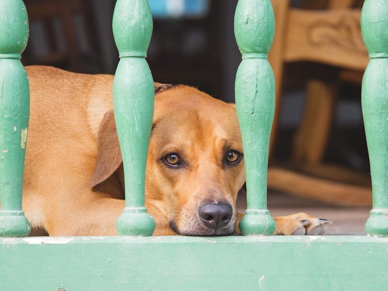 Adorable dog with brown coat resting behind old decorative bars while looking at camera
