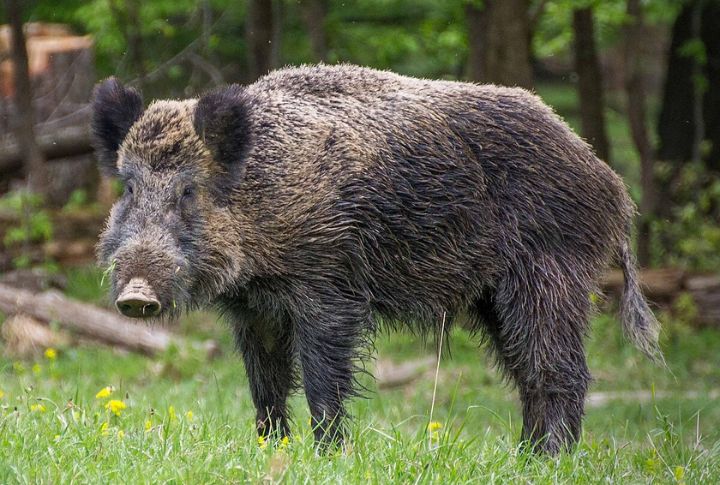 Wild Boar