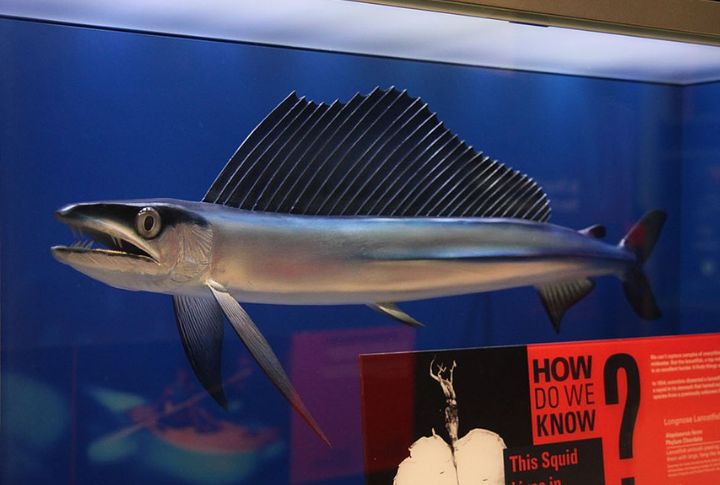 Longnose Lancetfish 
