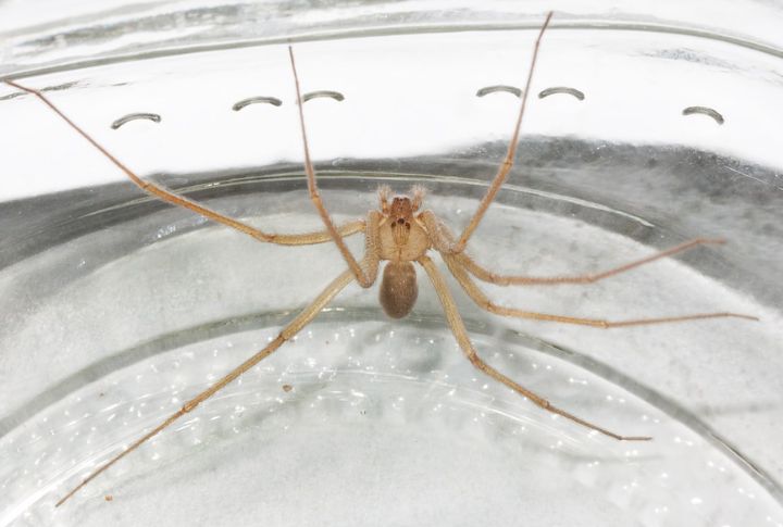 Desert Recluse Spider