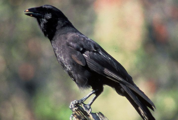 Hawaiian Crow (ʻAlala)
