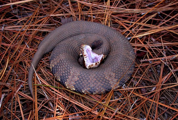Cottonmouth (Water Moccasin)