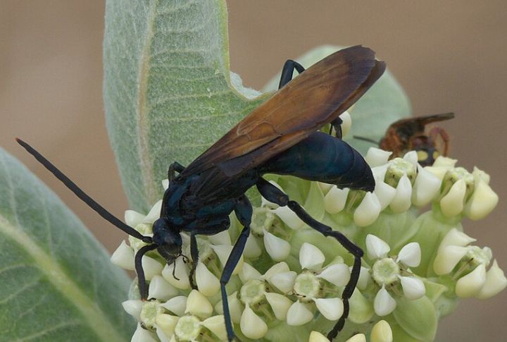 Tarantula Hawk Wasp