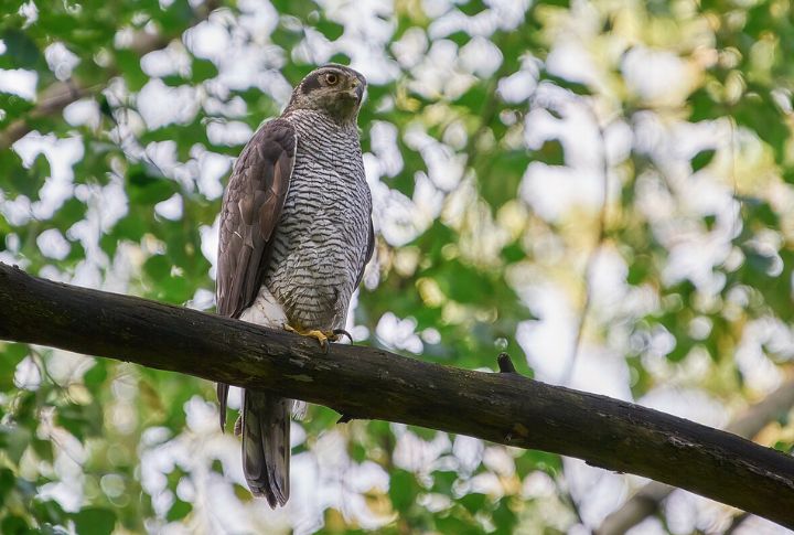 Northern Goshawk