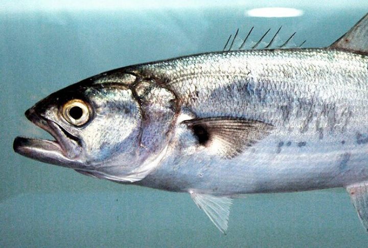Bluefish