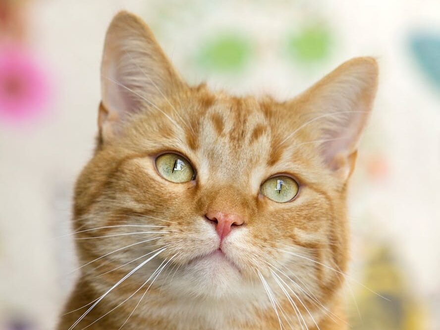 Close-up of a curious orange tabby cat with green eyes looking up.