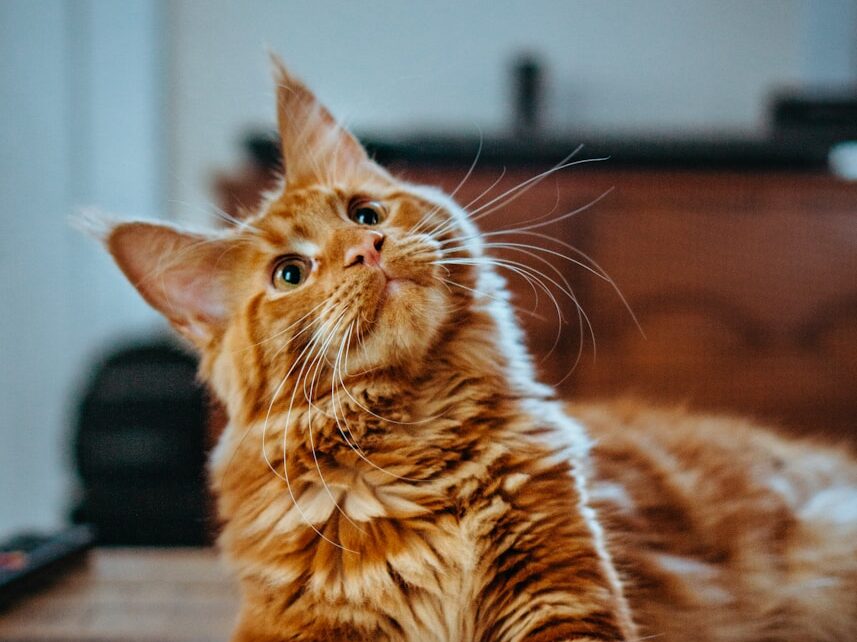 selective focus photography of orange and white cat on brown table