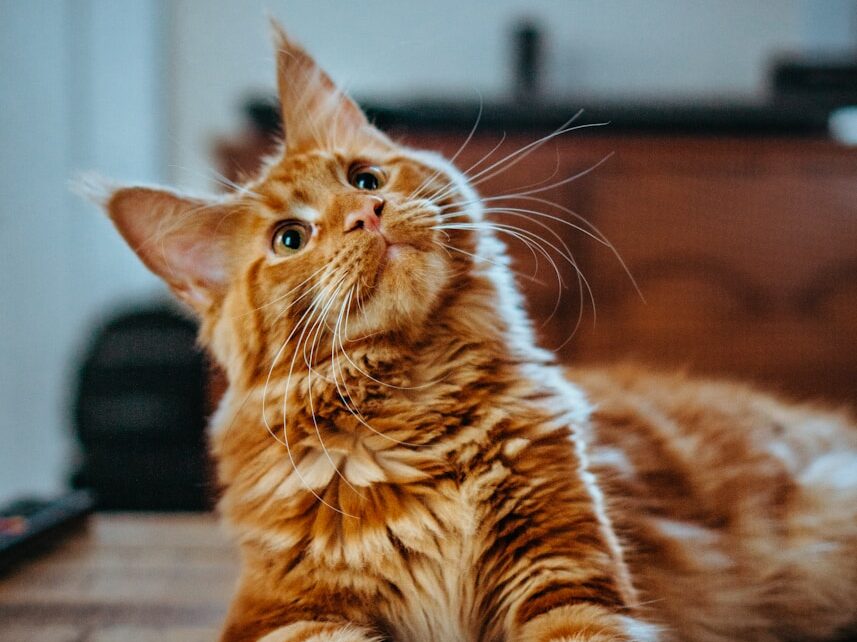 selective focus photography of orange and white cat on brown table